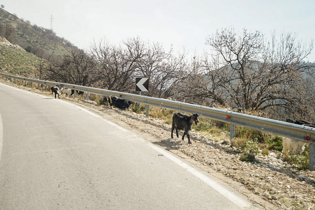 Ziegen entlang der Fahrbahn, Albanien Reisen Autofahren in Albanien