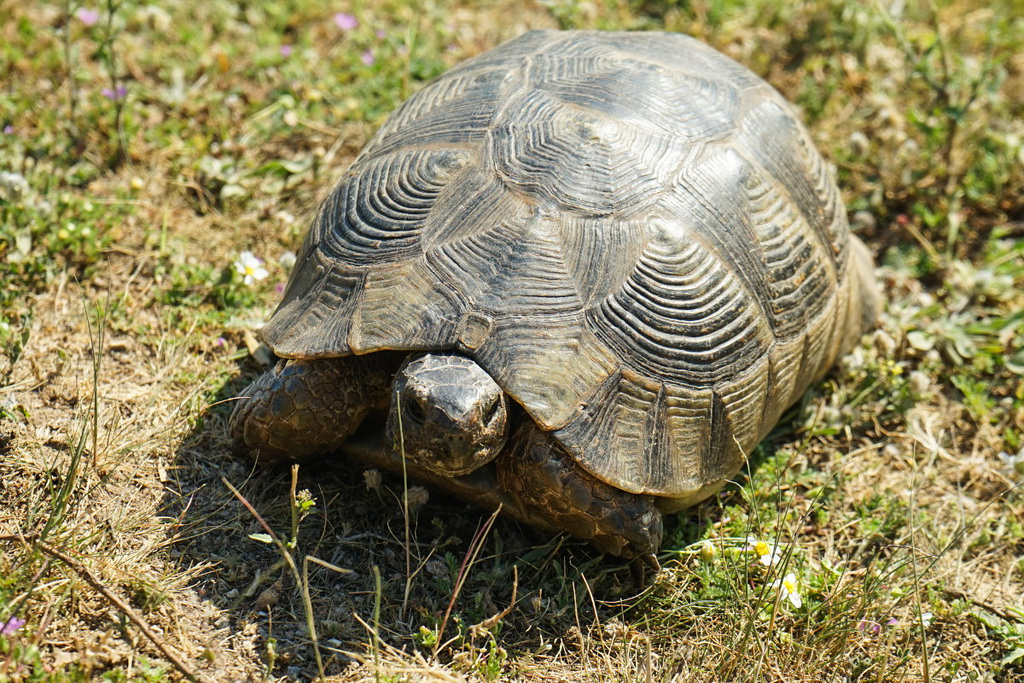 Schildkröte, Athen, National Park