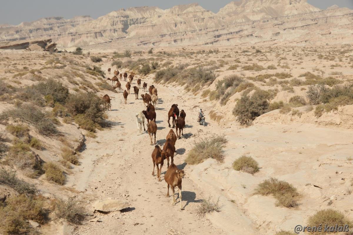 Kamele in der Wüste 