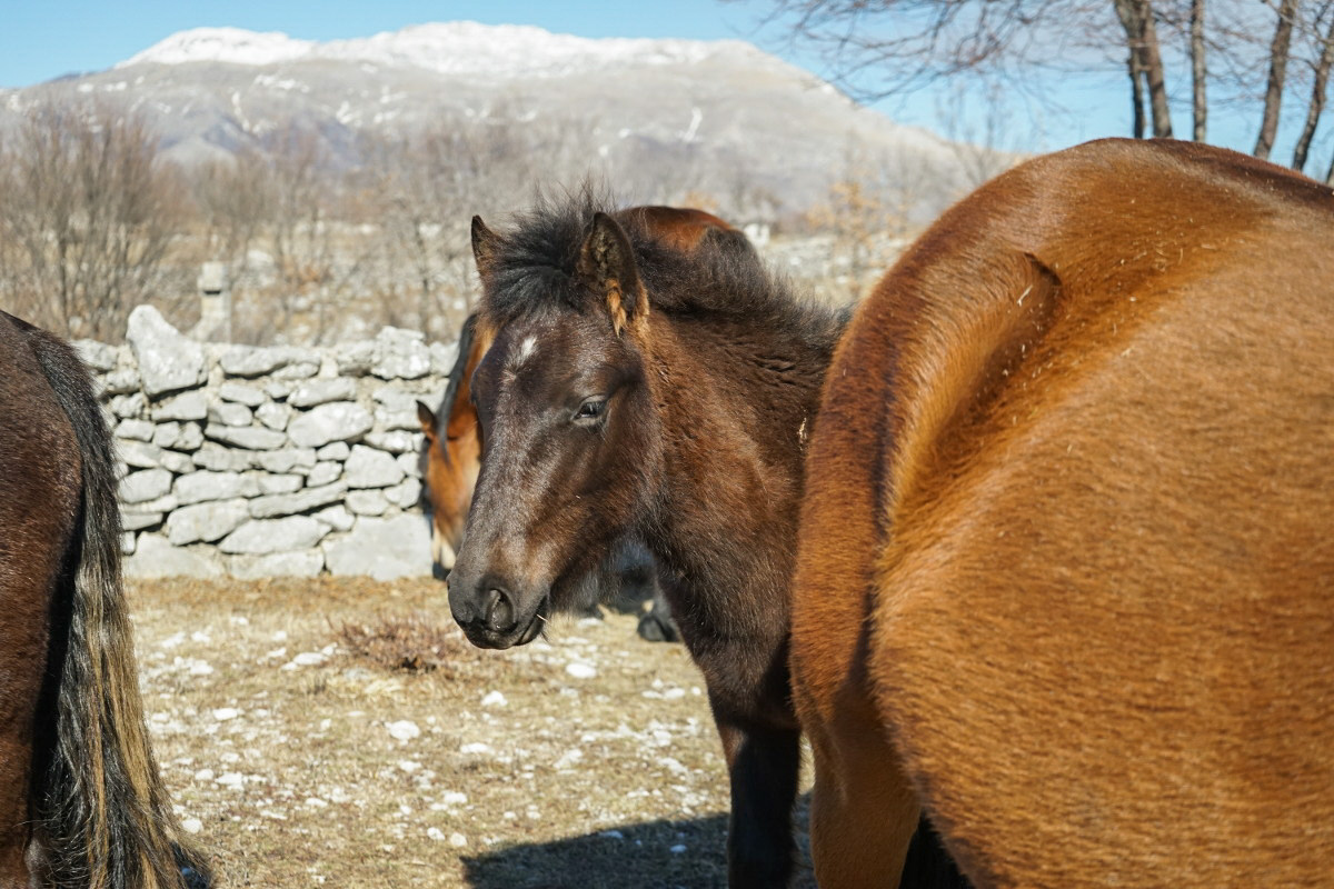 Fohlen schaut hinter Mamas Popo hervor - Wildpferde in Bosnien-Herzegowina