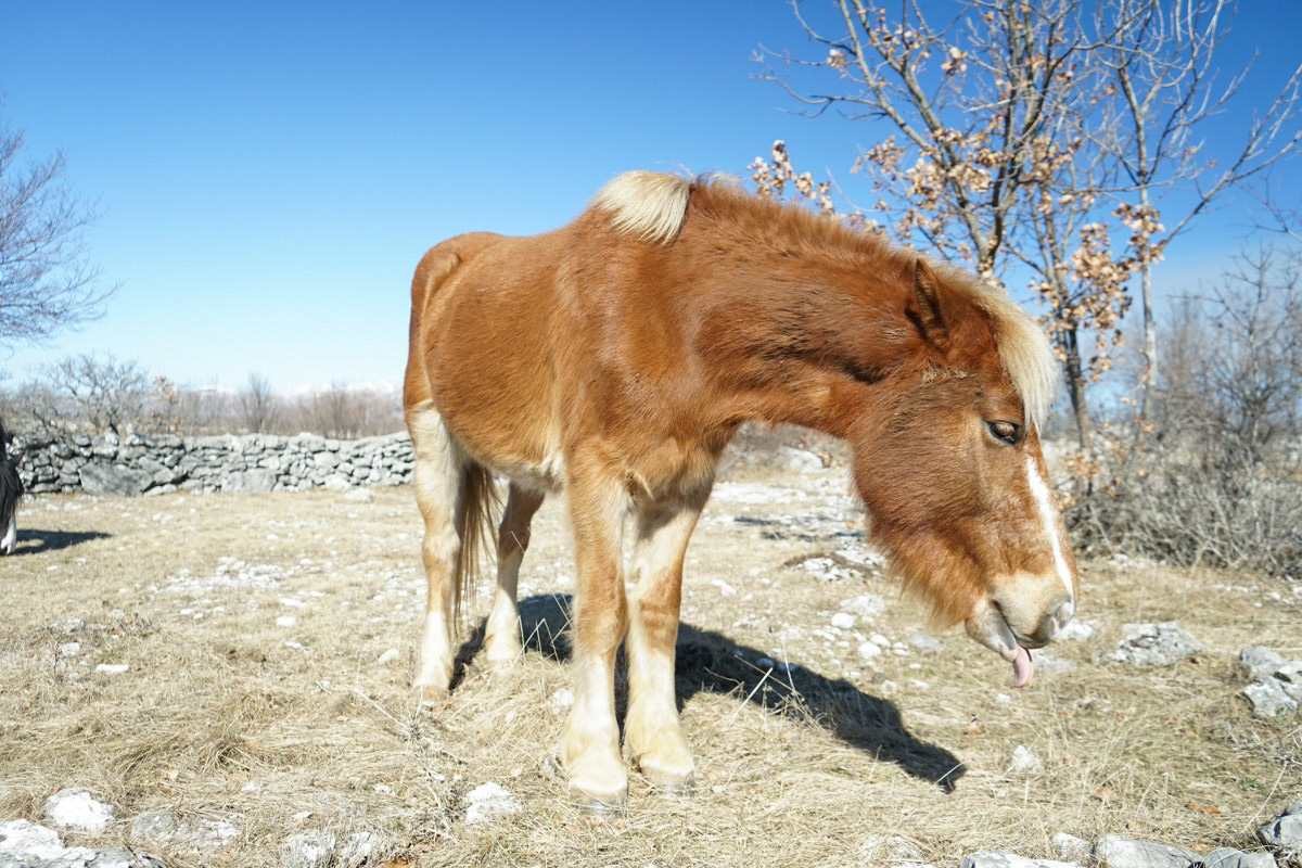 Pferd leckt sich die Lippen - Wildpferde in Bosnien-Herzegowina