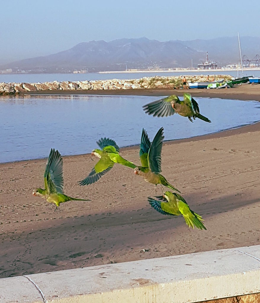 5 grün-blaue Papageien fliegen am Strand - Reisen in Andalusien