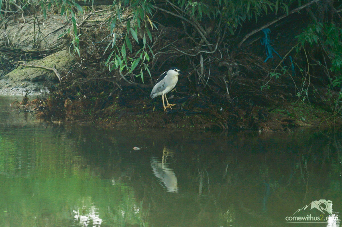 Vogelbeobachtung im Donaudelta
