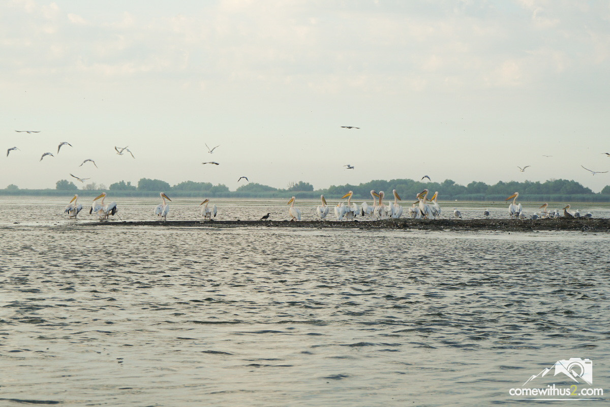Pelikane im Donaudelta - Bootstour