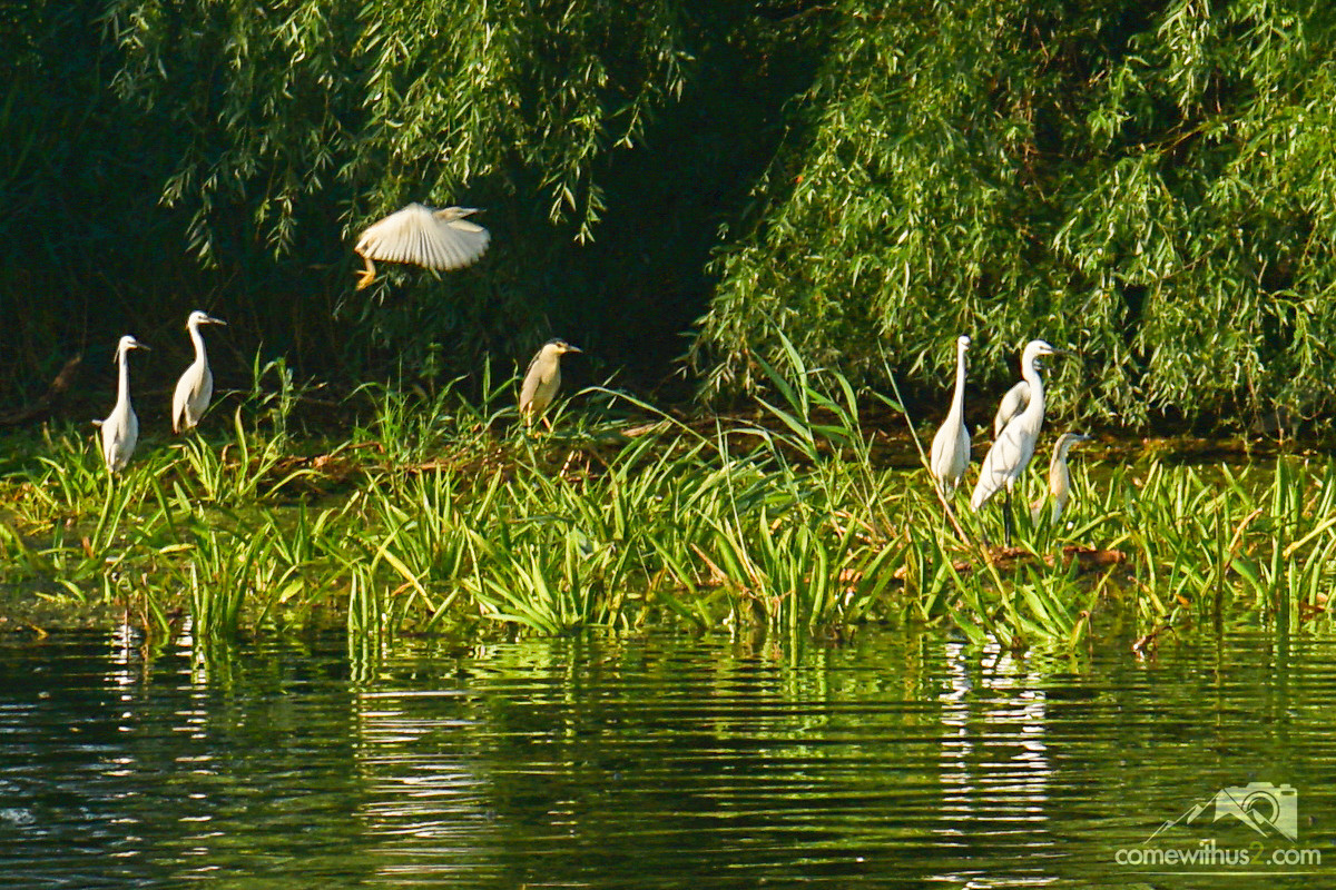 Reiher, Kormorane, Pelikane - Vogelbeobachtung bei einer Bootstour durch das Donaudelta